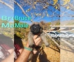 Puppy 2 Mastiff