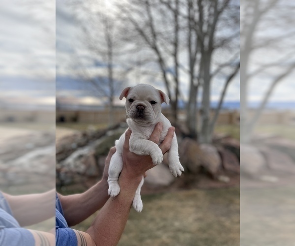 Medium Photo #5 French Bulldog Puppy For Sale in PUEBLO, CO, USA