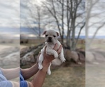Small Photo #5 French Bulldog Puppy For Sale in PUEBLO, CO, USA