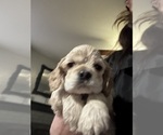 Puppy Puppy 2 Cocker Spaniel