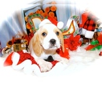 Small Photo #2 Beaglier Puppy For Sale in HAMMOND, IN, USA