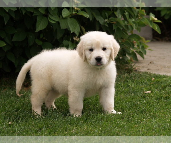 Medium Photo #18 Golden Retriever Puppy For Sale in NUNN, CO, USA