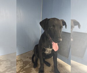 Labrador Retriever-Unknown Mix Dogs for adoption in San Bernardino, CA, USA