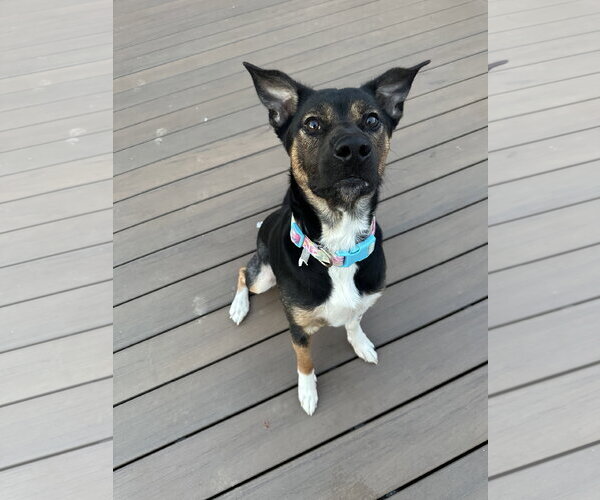 Medium Photo #1 Mutt Puppy For Sale in Germantown, OH, USA