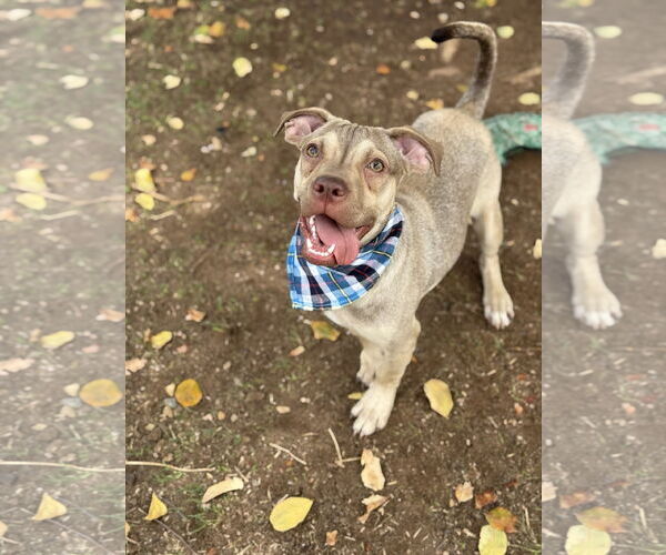 Medium Photo #2 Beagle-Unknown Mix Puppy For Sale in Phoenix, AZ, USA