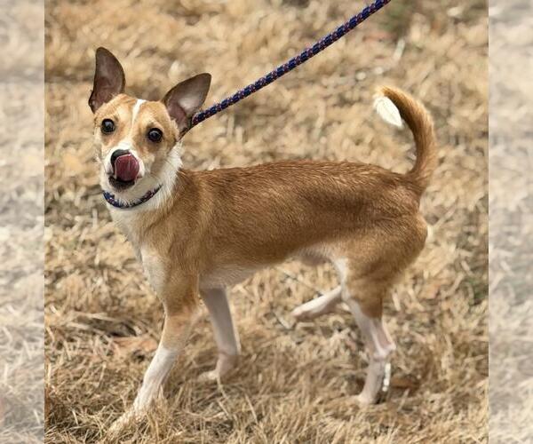 Medium Photo #4 Chihuahua-Unknown Mix Puppy For Sale in Yardley, PA, USA