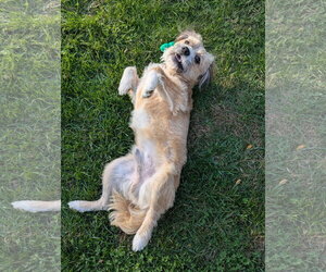 Frankie - Male Border Terrier-Unknown Mix Dog for Adoption - Photo #3