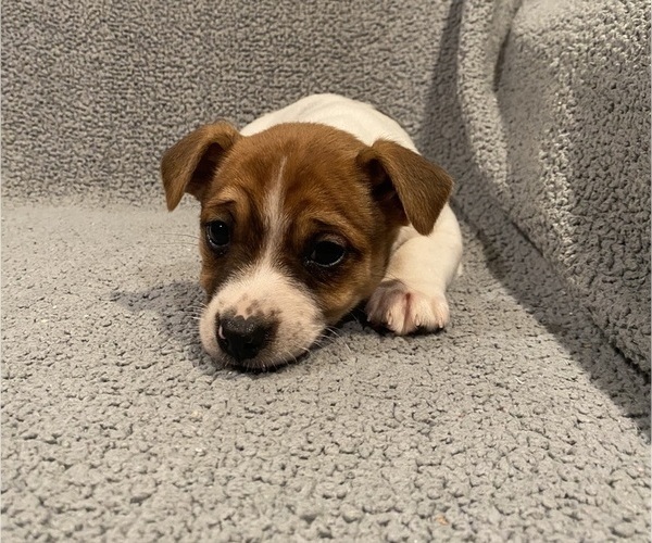 Medium Photo #25 Jack Russell Terrier Puppy For Sale in RICHMOND, MI, USA