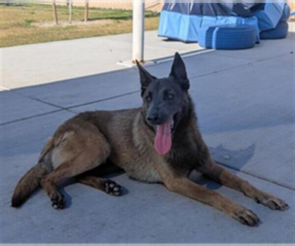Medium Photo #2 Mutt Puppy For Sale in Redlands, CA, USA