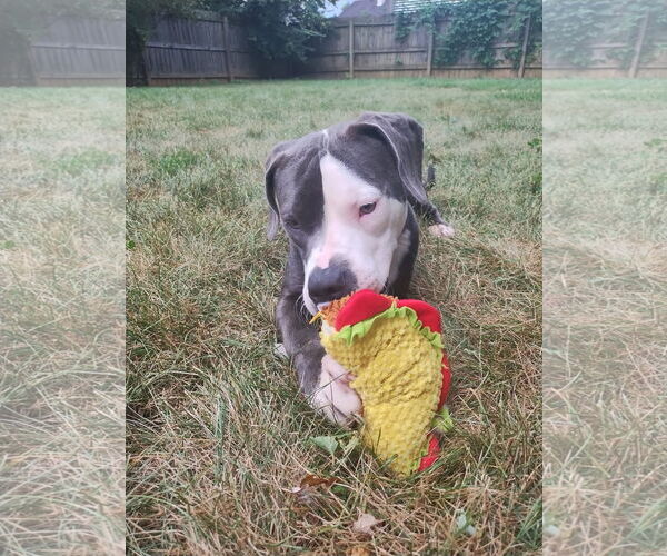 Medium Photo #3 American Pit Bull Terrier-Unknown Mix Puppy For Sale in Germantown, OH, USA