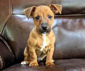 Jack Russell Terrier Puppy for sale in SANDOWN, NH, USA
