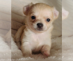 Small #3 Chihuahua