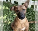 Small #12 Chihuahua Mix