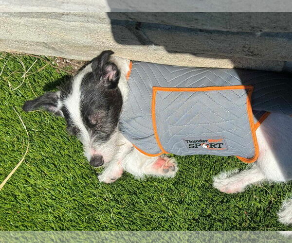 Medium Photo #3 Mutt Puppy For Sale in Escondido, CA, USA