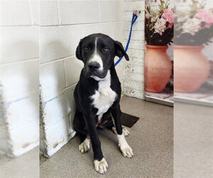 Great Dane-Unknown Mix Dogs for adoption in San Bernardino, CA, USA