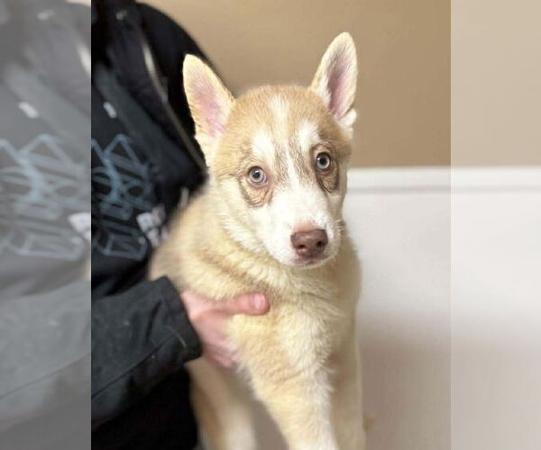 Medium Photo #1 Siberian Husky Puppy For Sale in Matawan, NJ, USA