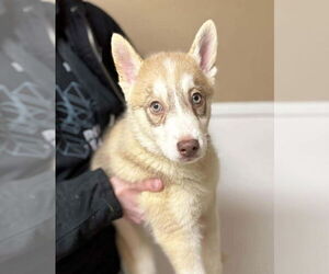 Siberian Husky Dogs for adoption in Matawan, NJ, USA