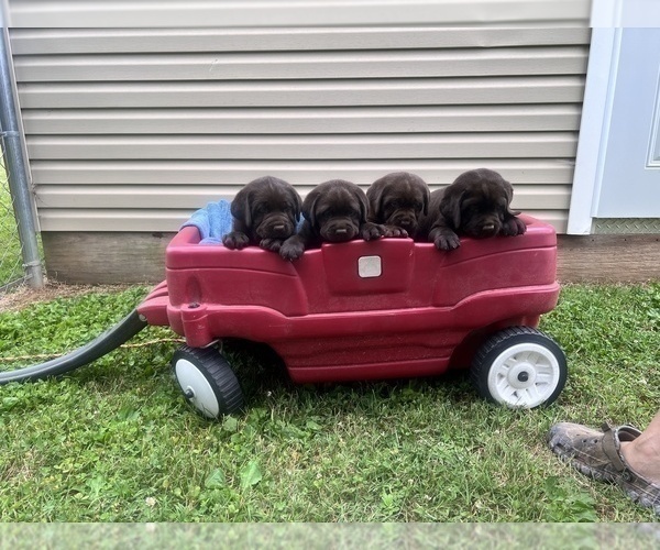 Medium Photo #5 Labrador Retriever Puppy For Sale in SALISBURY, NC, USA