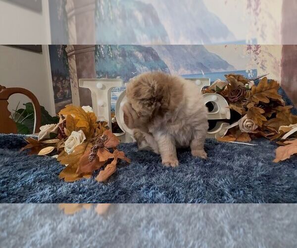 Medium Photo #6 Chinese Shar-Pei Puppy For Sale in OOLOGAH, OK, USA