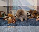 Small #5 Chinese Shar-Pei