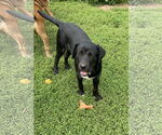 Small #2 Labrador Retriever Mix