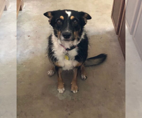 Medium Photo #1 Australian Shepherd-Unknown Mix Puppy For Sale in Chandler, AZ, USA