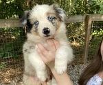 Puppy Thunder Australian Shepherd