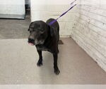 Small American Pit Bull Terrier Mix