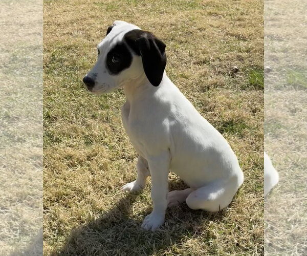 Medium Photo #5 Mutt Puppy For Sale in Holly Springs, NC, USA