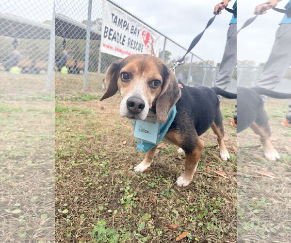 Medium Photo #8 Beagle Puppy For Sale in Tampa, FL, USA