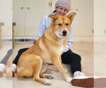 Small #3 Retriever  Mix