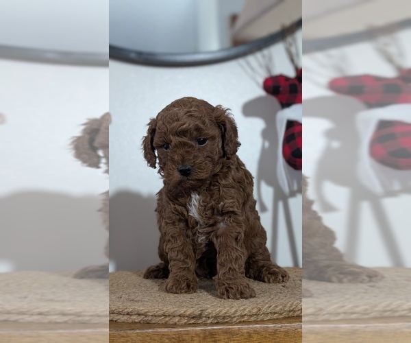 Medium Photo #25 Poodle (Miniature) Puppy For Sale in GOSHEN, IN, USA