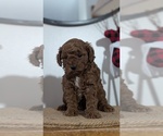 Small Photo #25 Poodle (Miniature) Puppy For Sale in GOSHEN, IN, USA