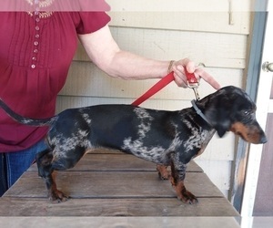 Mother of the Dachshund puppies born on 01/28/2022