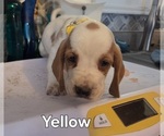 Small #8 Basset Hound