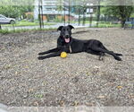 Small #13 Great Dane Mix