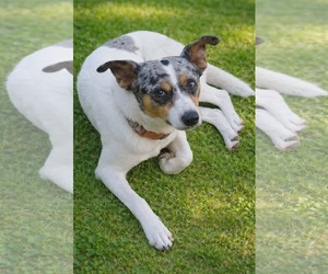 Mutt Dogs for adoption in Oakhurst, NJ, USA