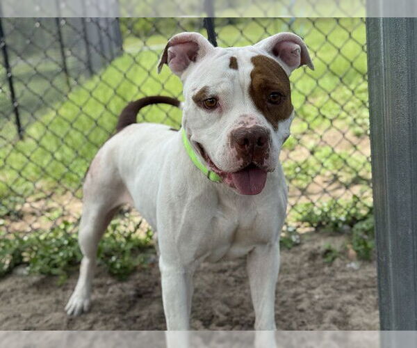 Medium Photo #2 American Bulldog-Unknown Mix Puppy For Sale in Tavares, FL, USA