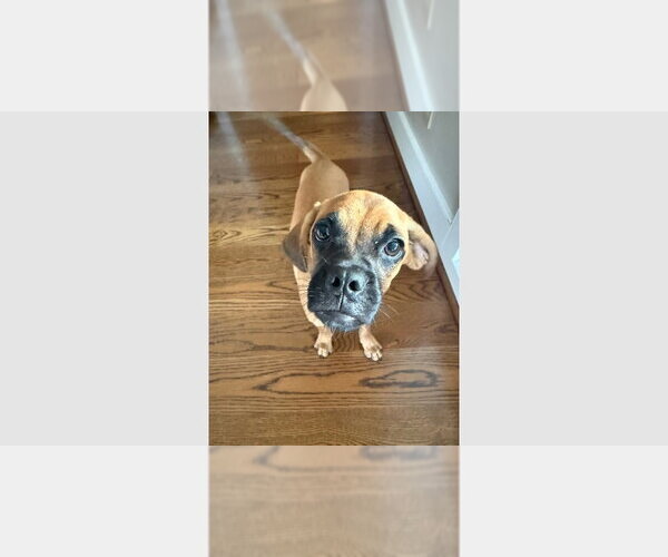 Medium Photo #2 Boxer Puppy For Sale in Austin, TX, USA