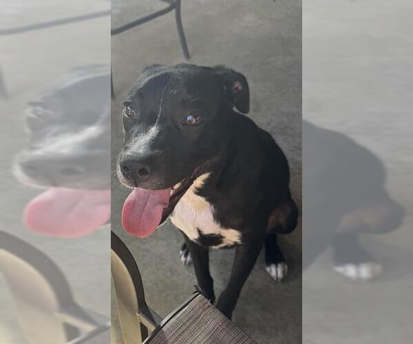 Medium Photo #1 American Staffordshire Terrier-Unknown Mix Puppy For Sale in San Antonio, TX, USA