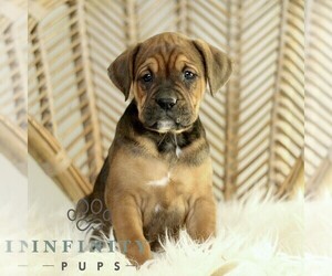 Boxador Puppy for sale in NEW HOLLAND, PA, USA