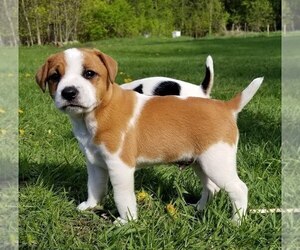 Jack Russell Terrier Puppy for sale in WYOMING, MN, USA