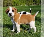 Small Photo #1 Jack Russell Terrier Puppy For Sale in WYOMING, MN, USA
