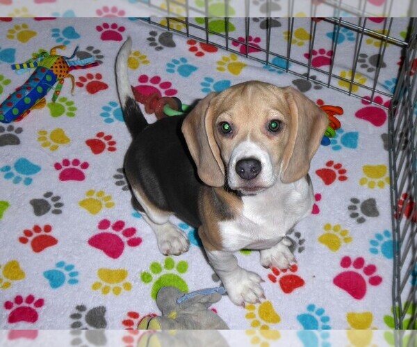Medium Photo #1 Beagle Puppy For Sale in ORO VALLEY, AZ, USA
