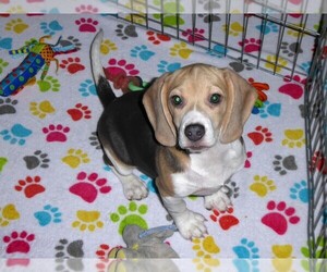 Beagle Puppy for sale in ORO VALLEY, AZ, USA