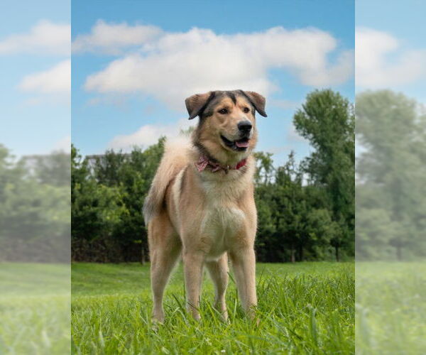 Medium Photo #1 Anatolian Shepherd Puppy For Sale in Derwood, MD, USA