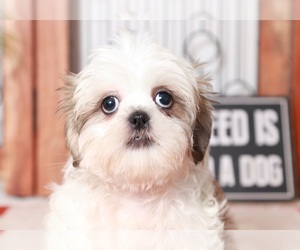Shih Tzu Puppy for sale in NAPLES, FL, USA