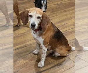 Beagle-Unknown Mix Dogs for adoption in Dunnellon, FL, USA