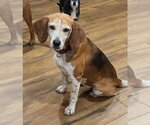Small Beagle Mix
