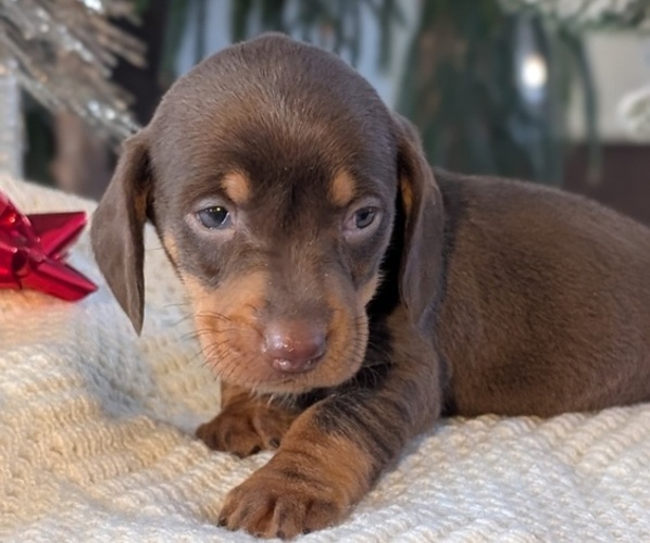 Medium Photo #11 Dachshund Puppy For Sale in GOSHEN, IN, USA